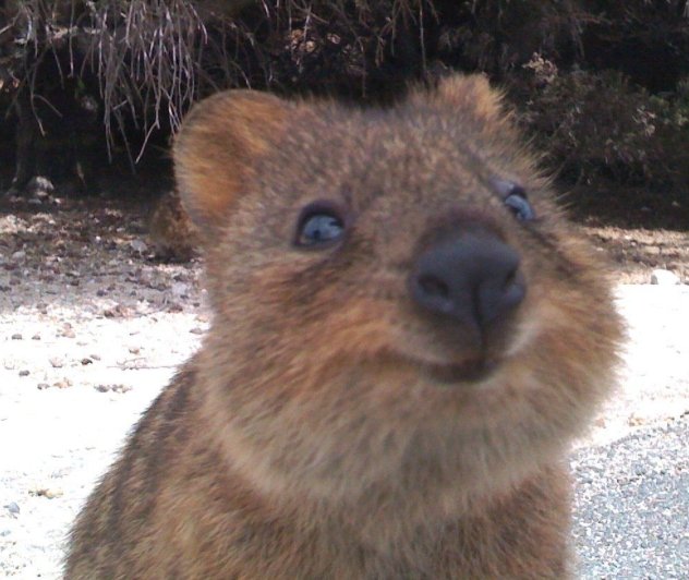 The Happiest Animal on Earth – Quokka Brew